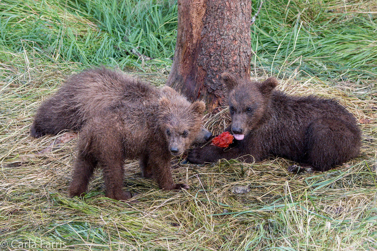 Grazer's (128) cubs