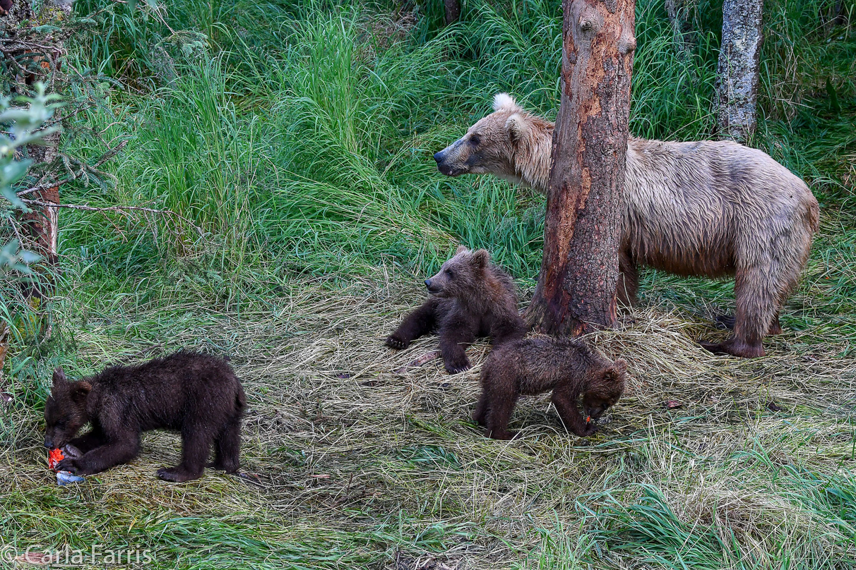 Grazer (128) & cubs