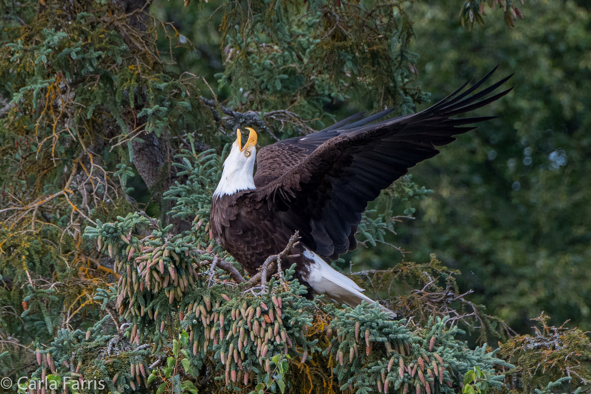 Bald Eagle