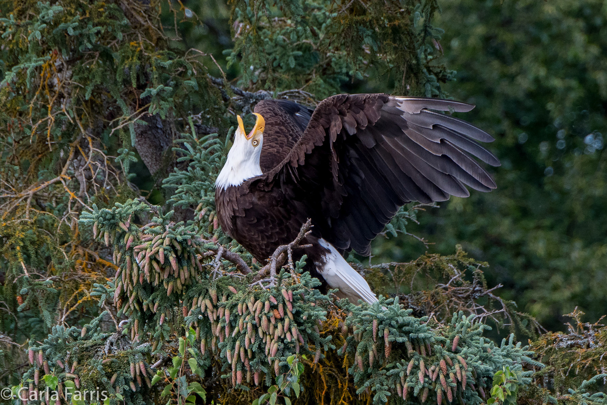 Bald Eagle