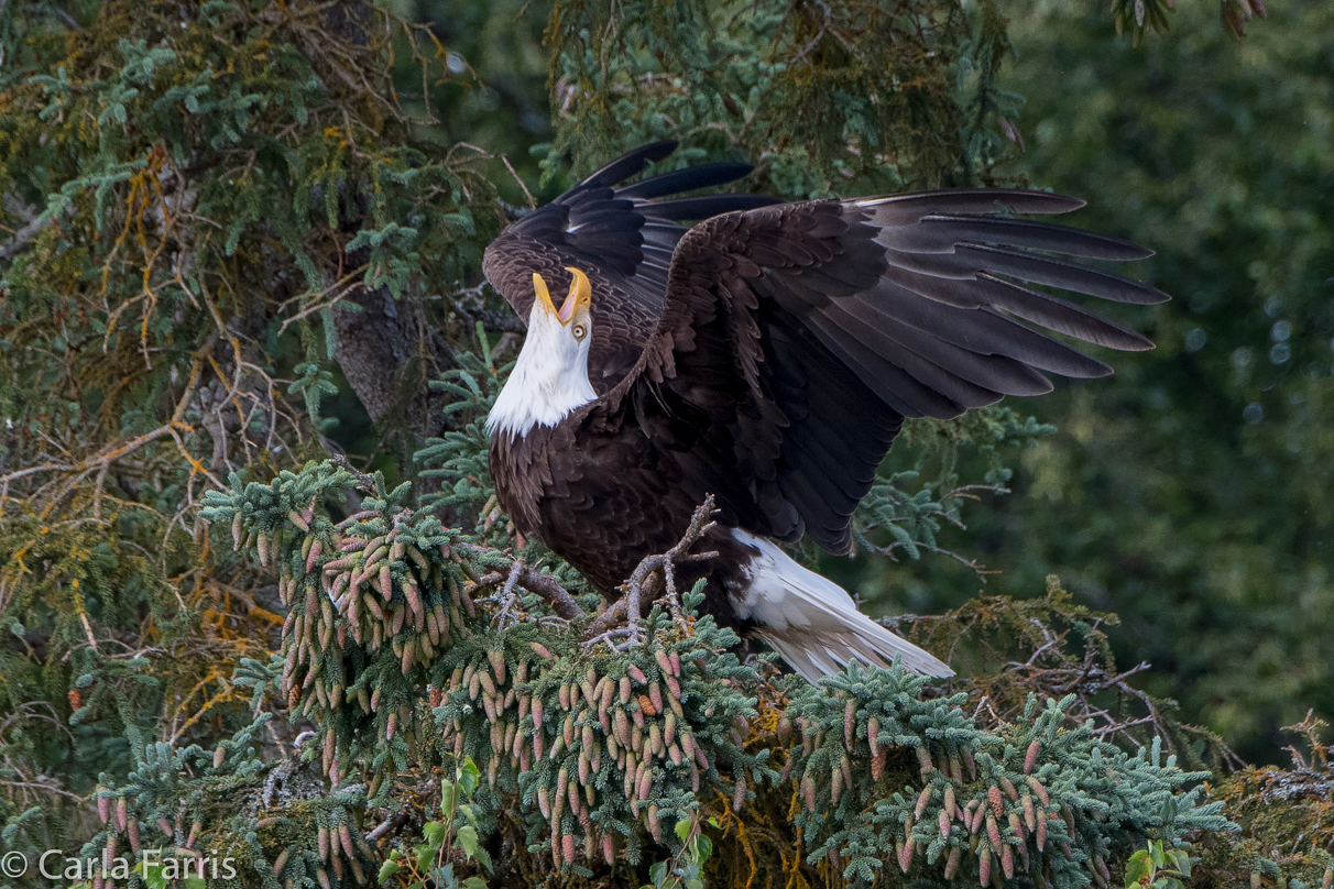 Bald Eagle