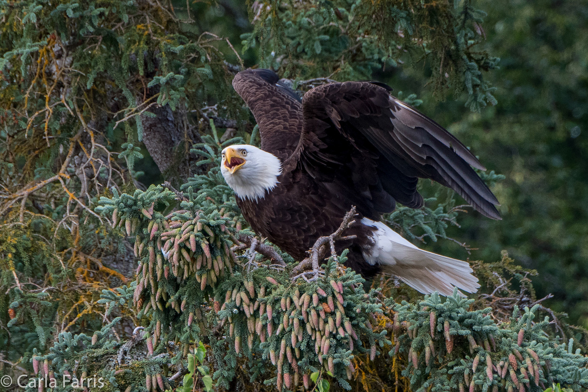 Bald Eagle