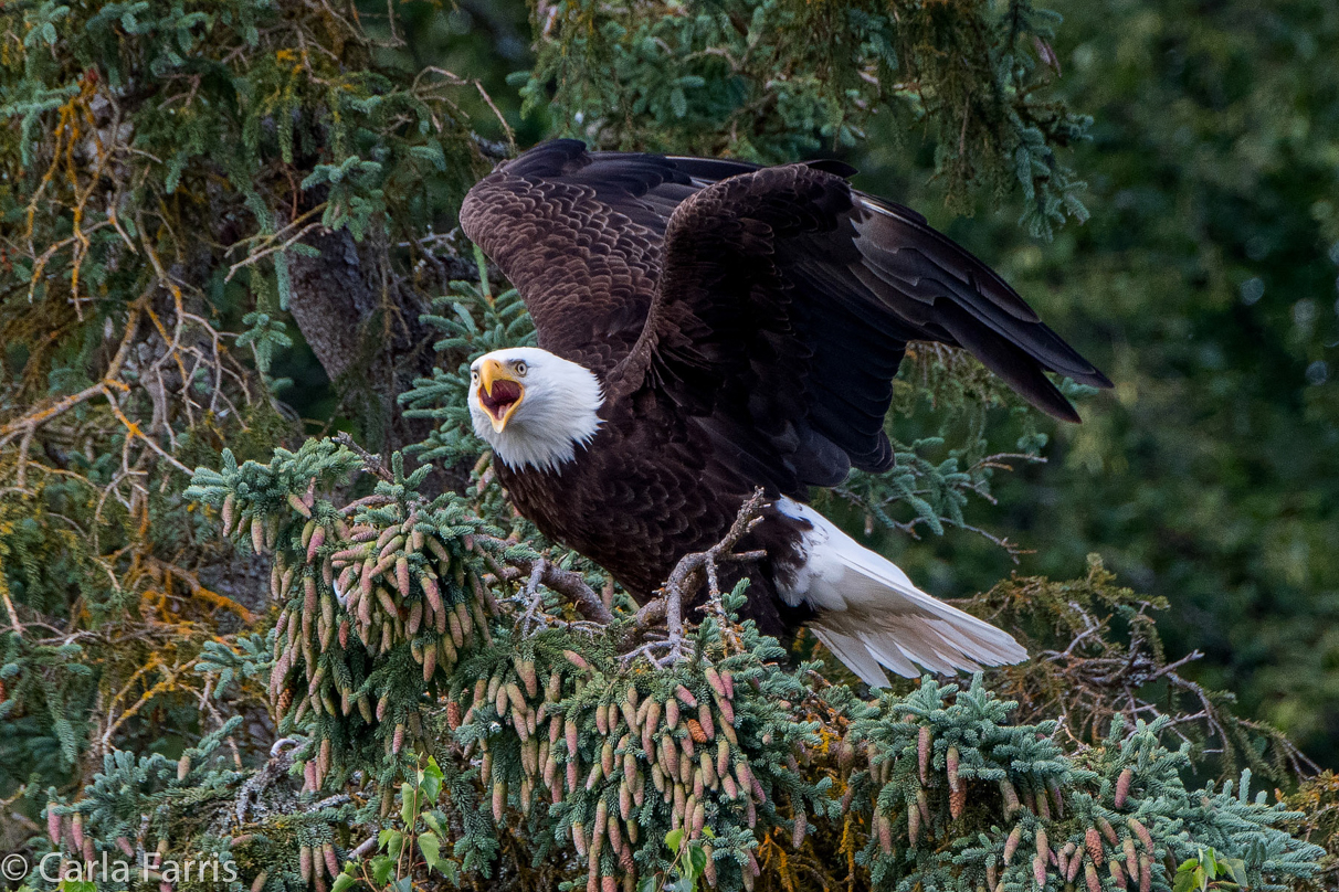 Bald Eagle