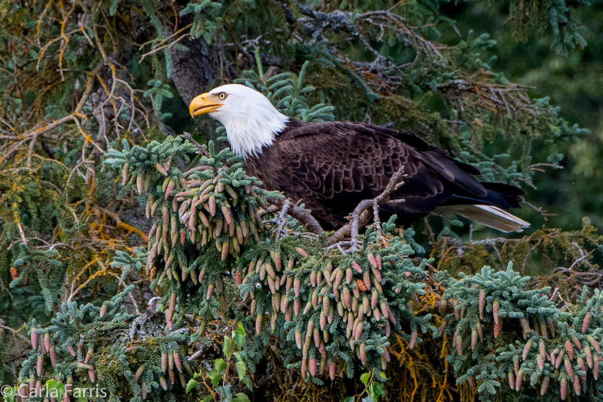 Bald Eagle