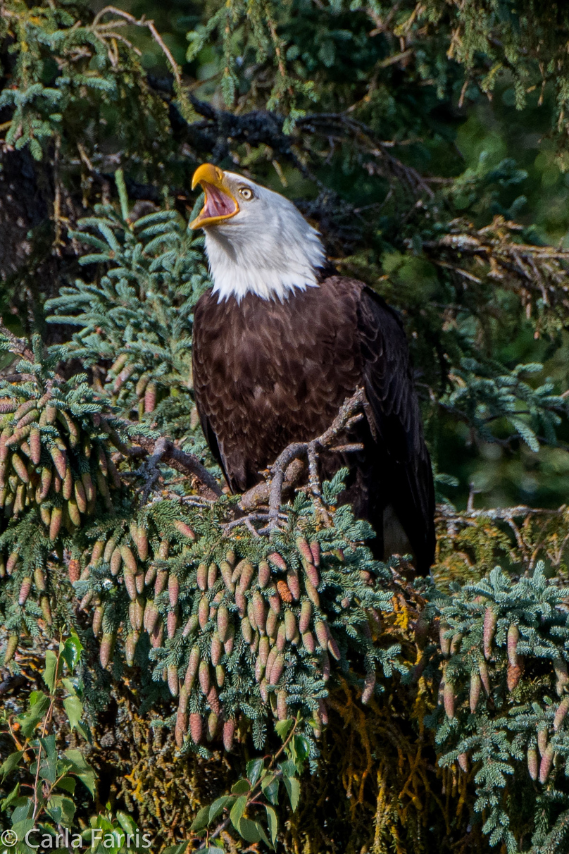 Bald Eagle