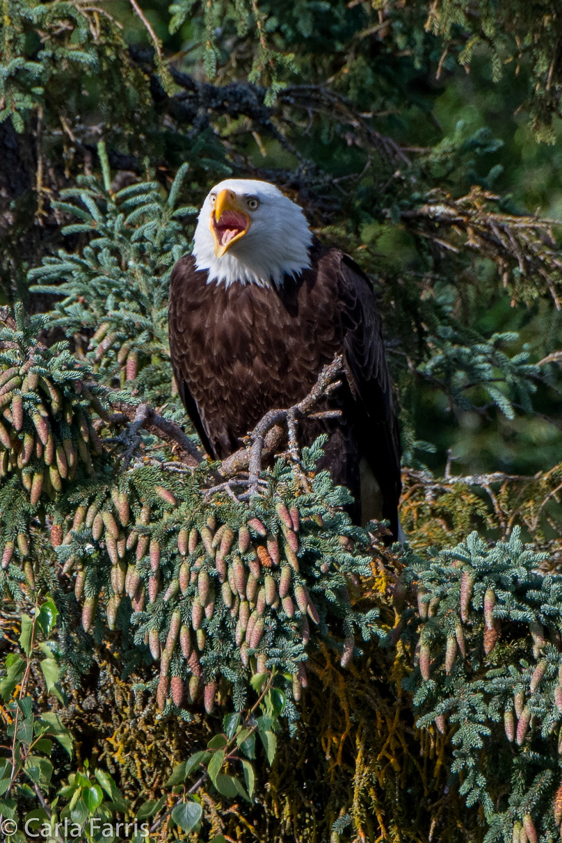 Bald Eagle