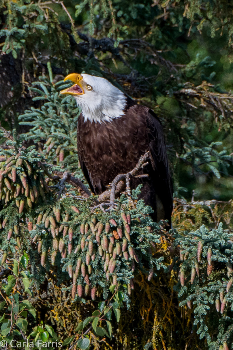 Bald Eagle