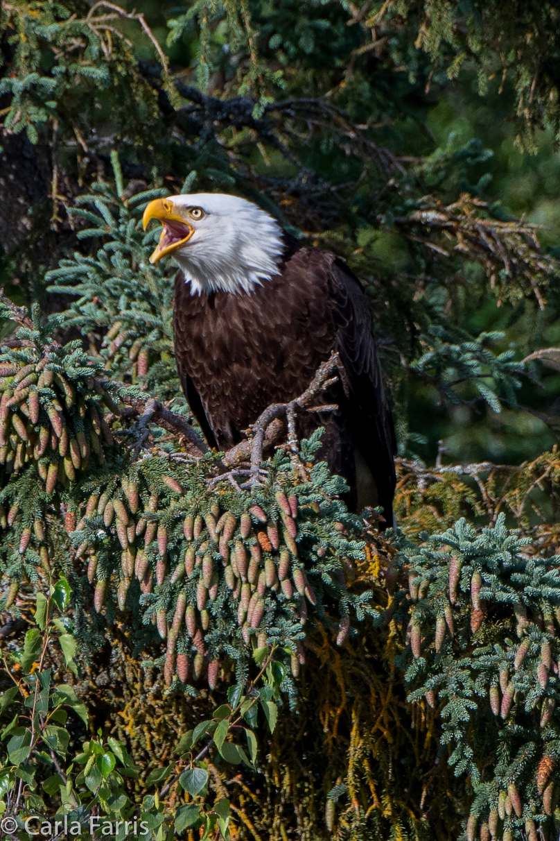 Bald Eagle