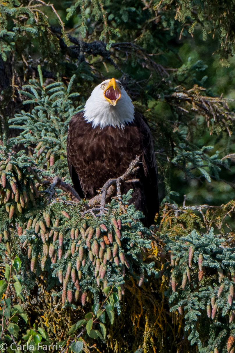 Bald Eagle