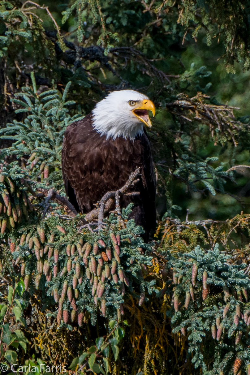 Bald Eagle