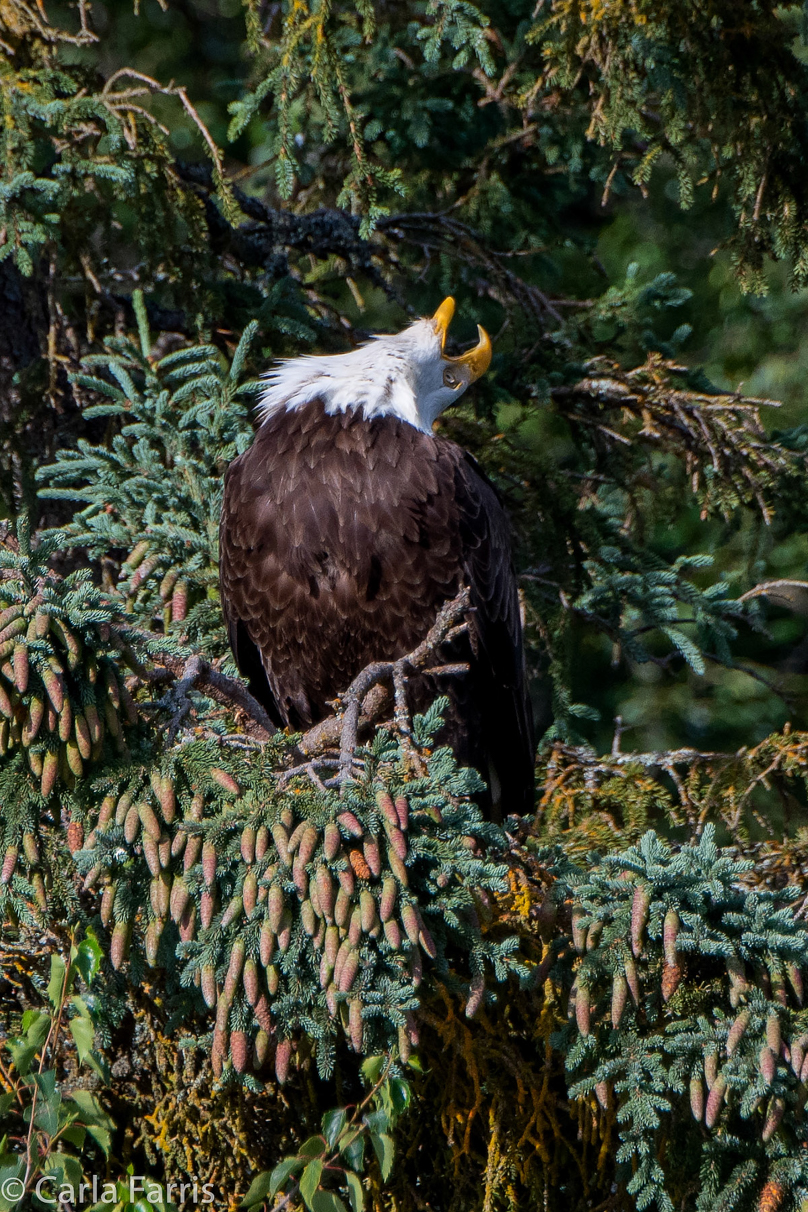 Bald Eagle