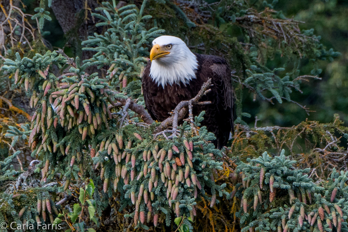 Bald Eagle