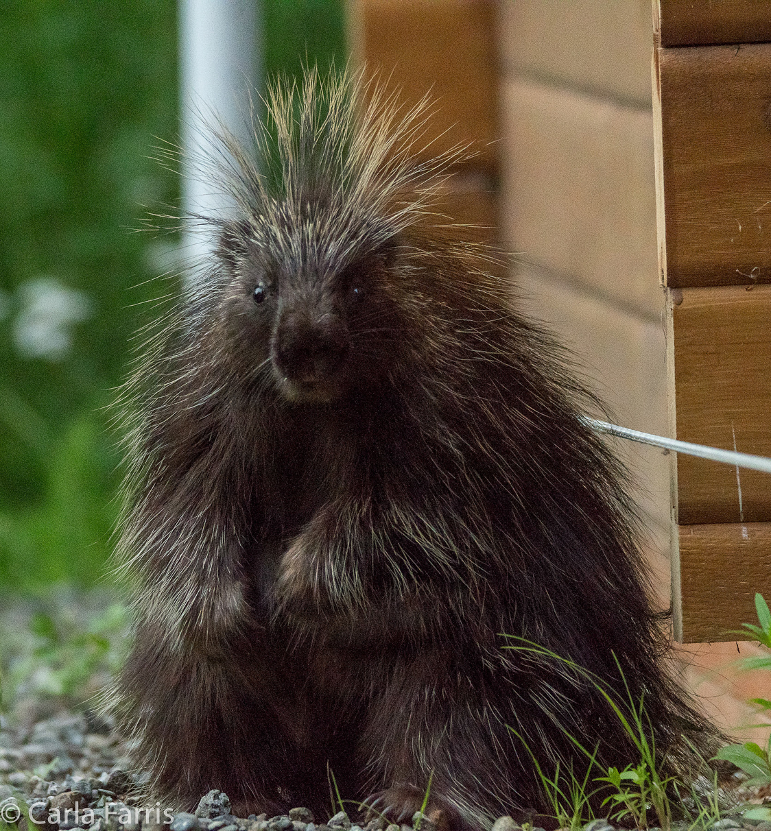 Porcupine