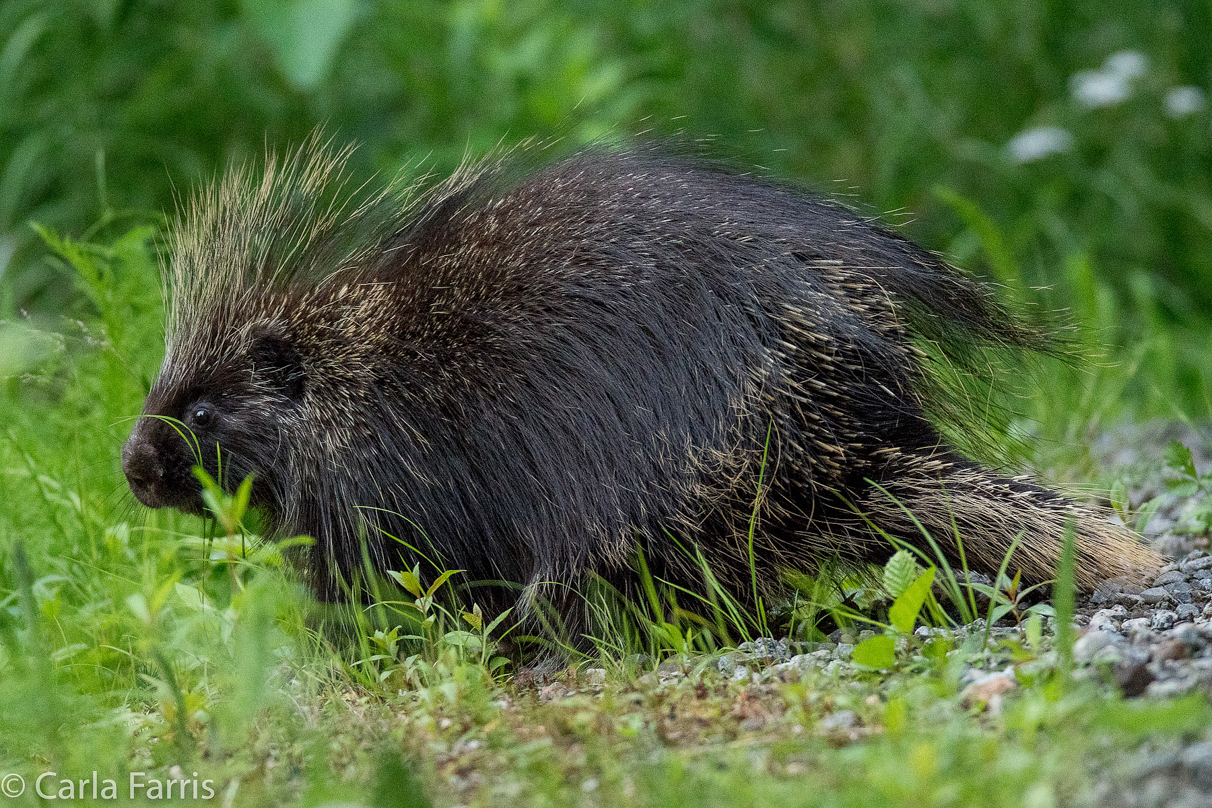 Porcupine