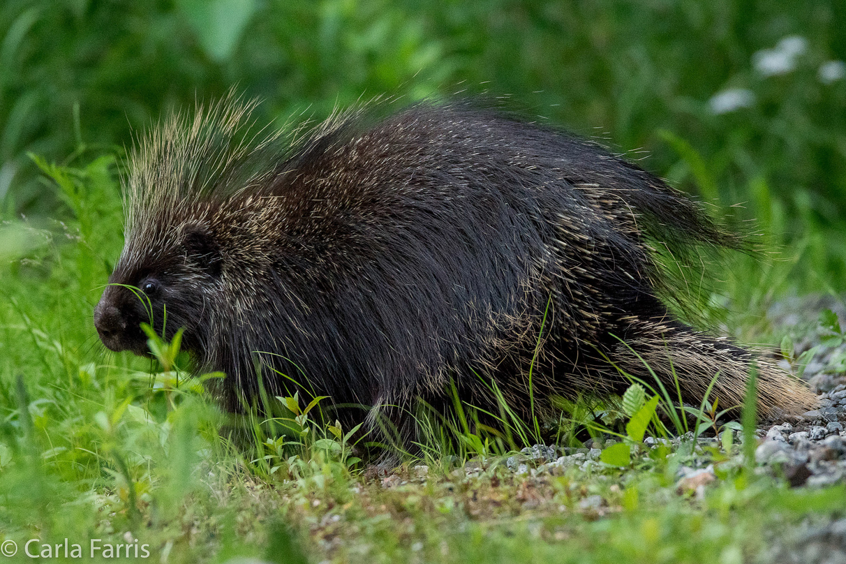 Porcupine