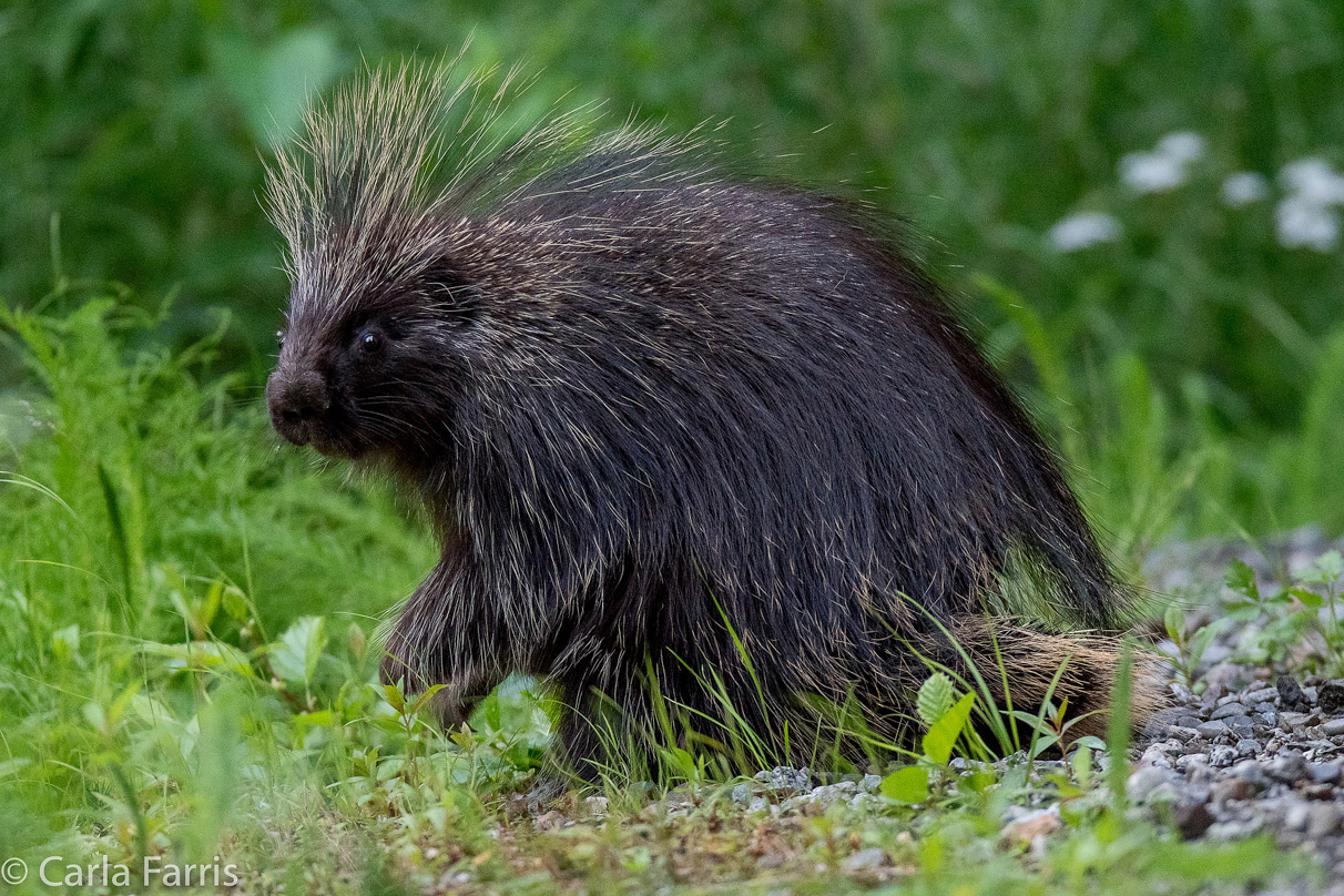 Porcupine