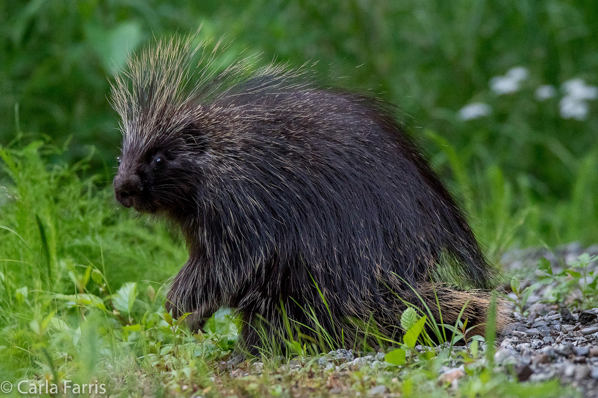 Porcupine