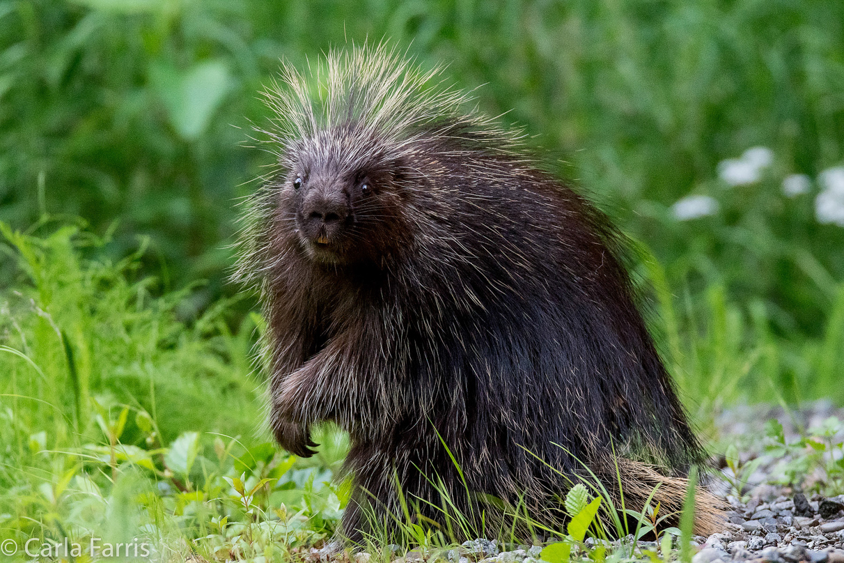 Porcupine