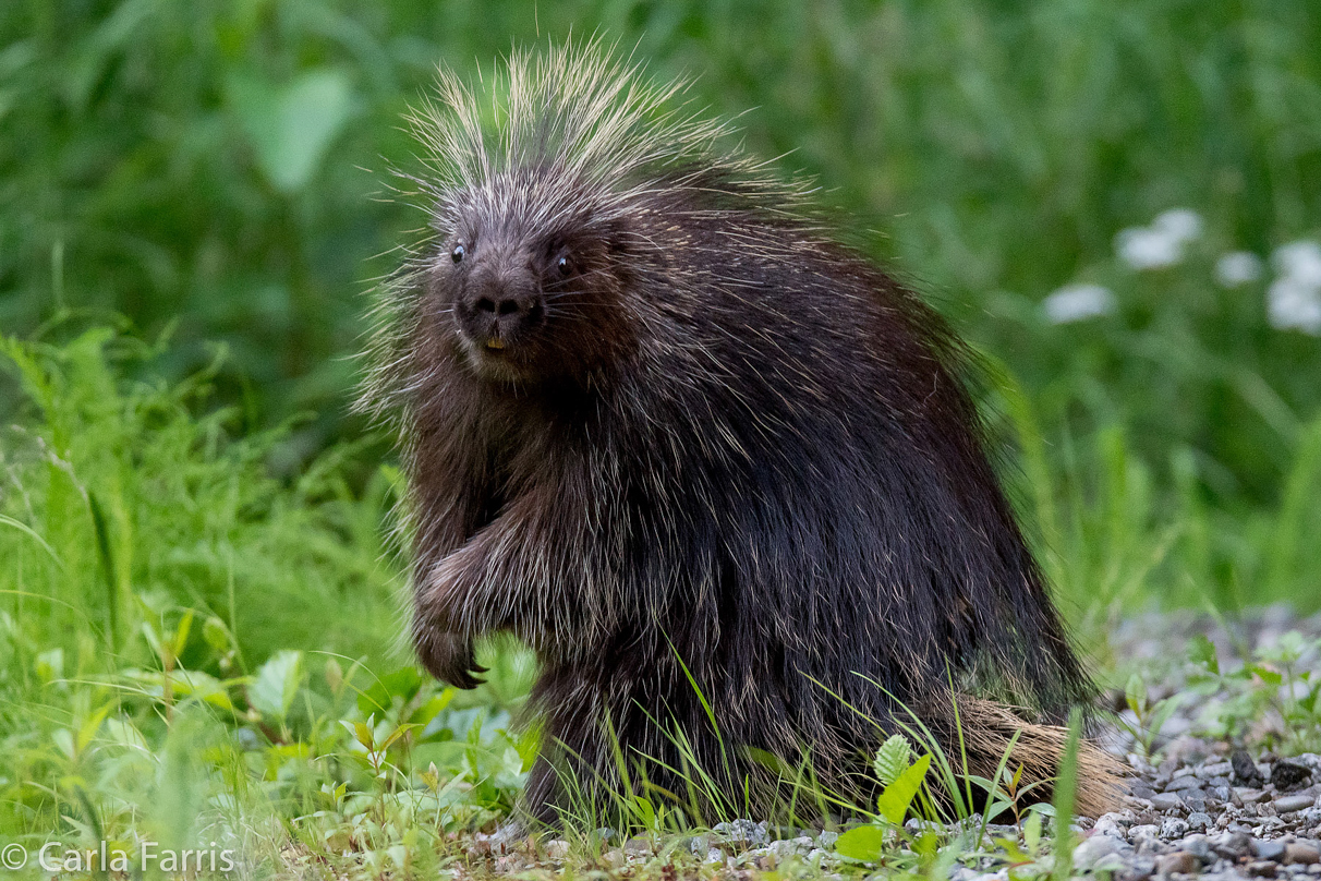 Porcupine