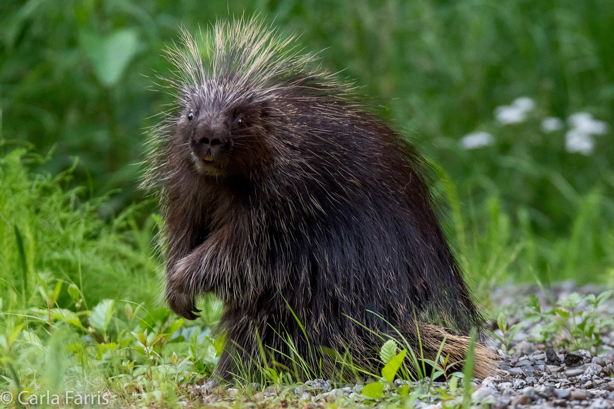 Porcupine