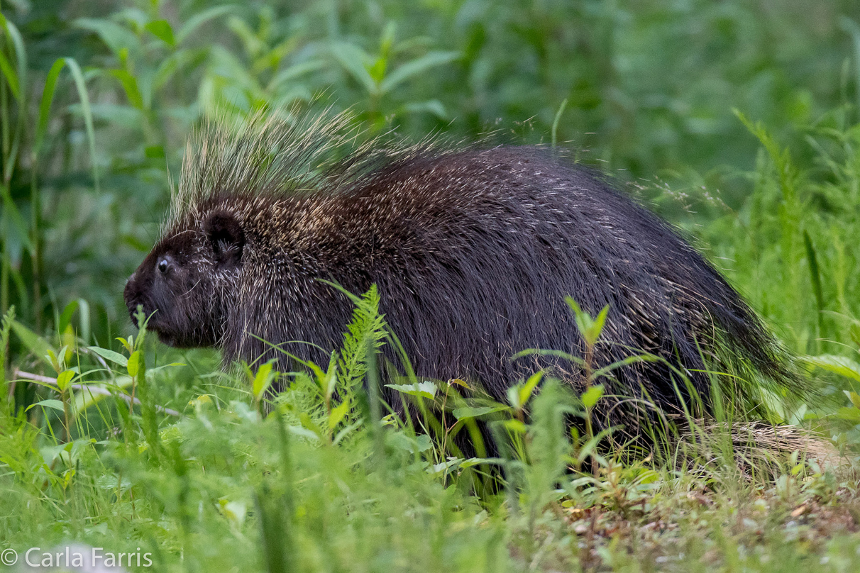 Porcupine