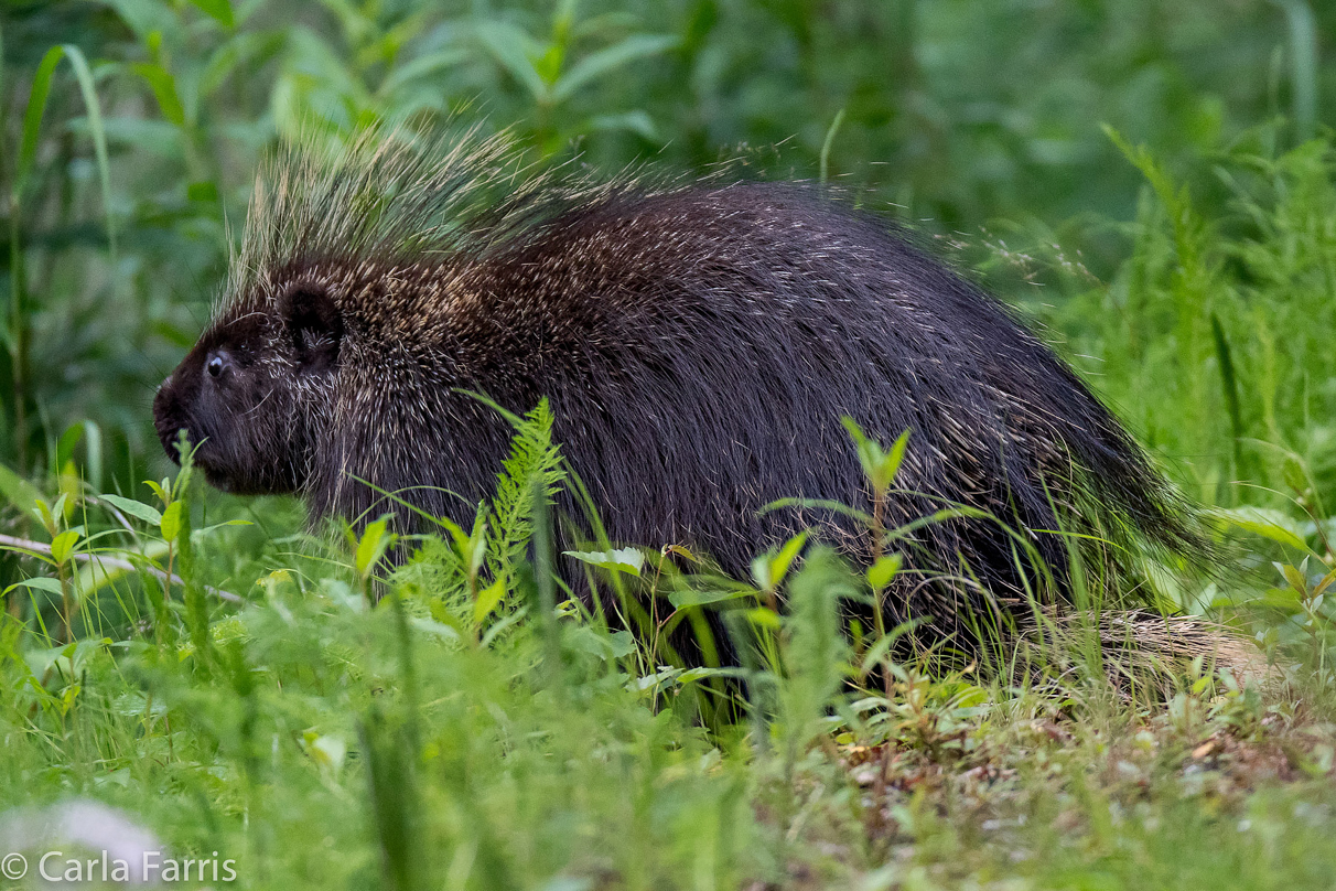 Porcupine