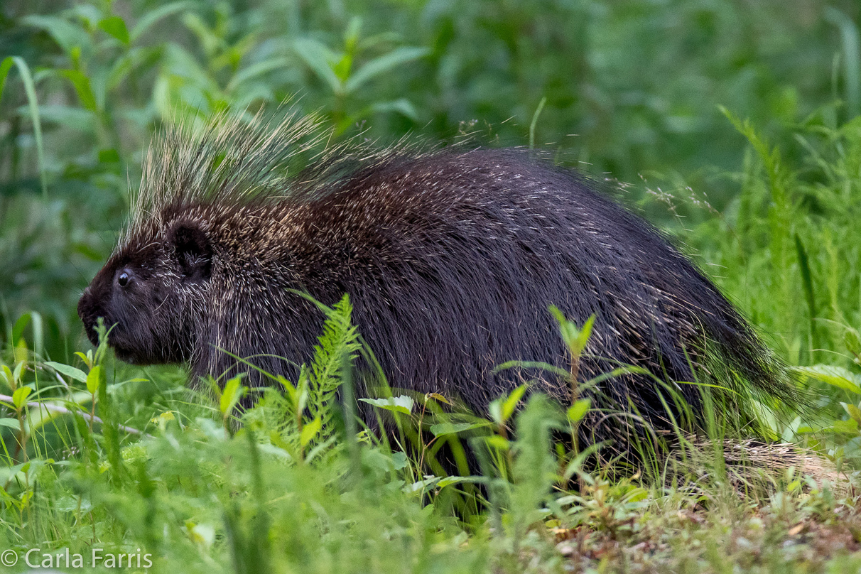 Porcupine