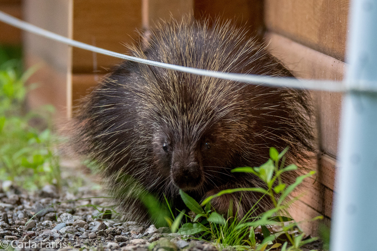 Porcupine