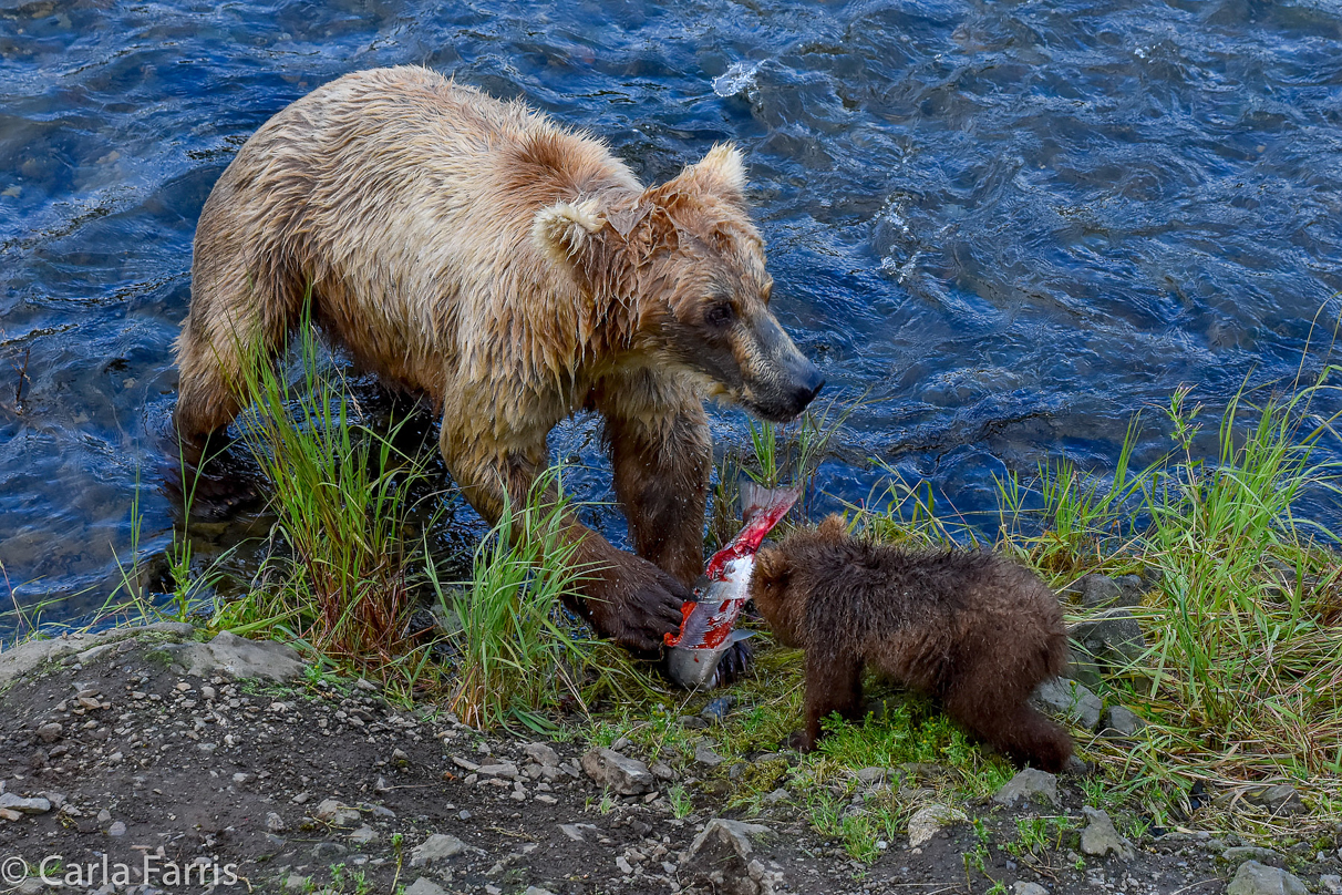 Grazer (128) & Cubs