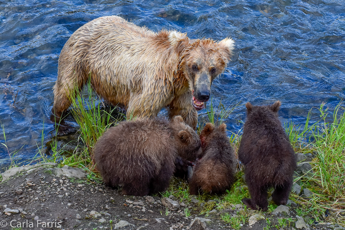 Grazer (128) & Cubs