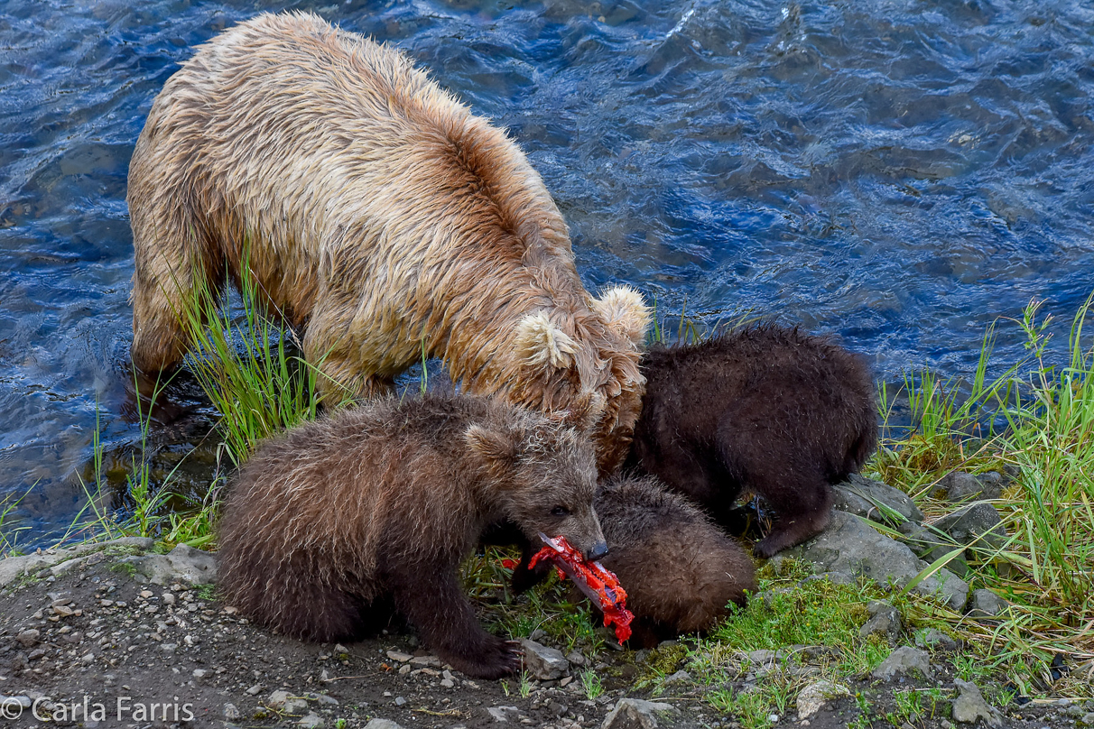 Grazer (128) & Cubs