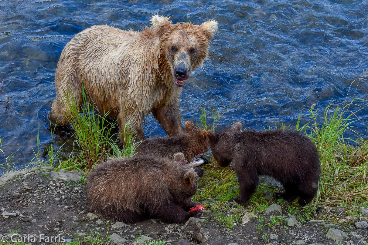 Grazer (128) & Cubs