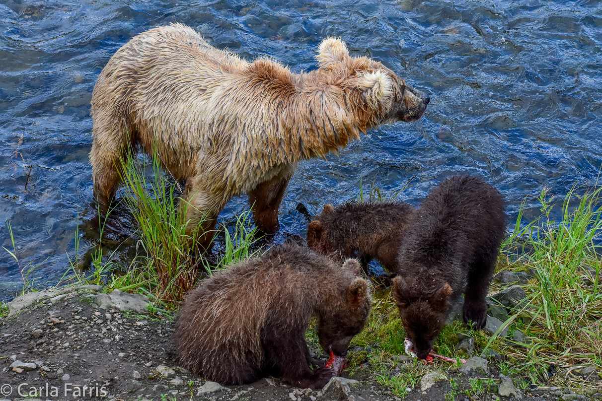 Grazer (128) & Cubs