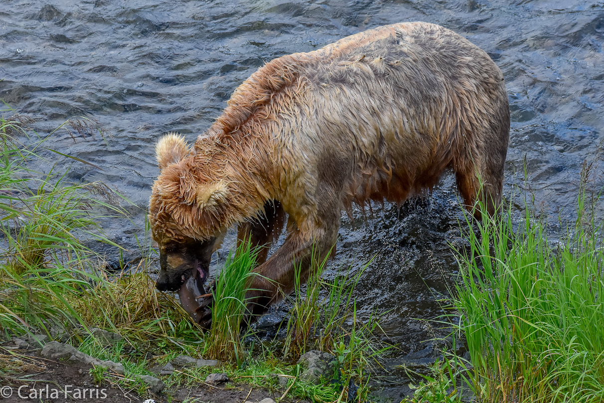 Grazer (128) & Cubs