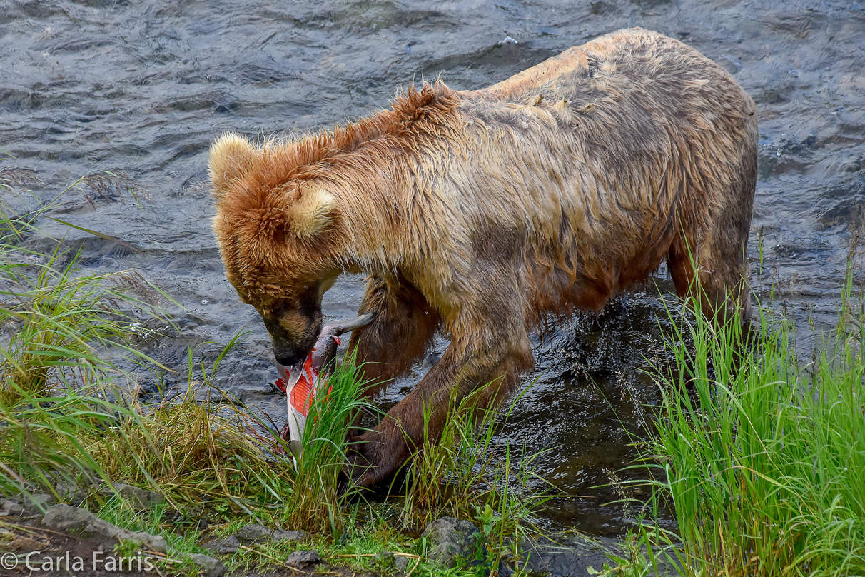 Grazer (128) & Cubs