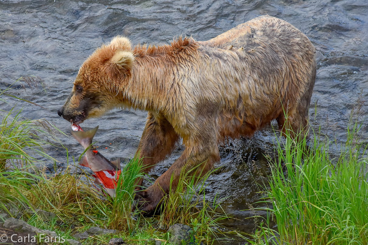 Grazer (128) & Cubs