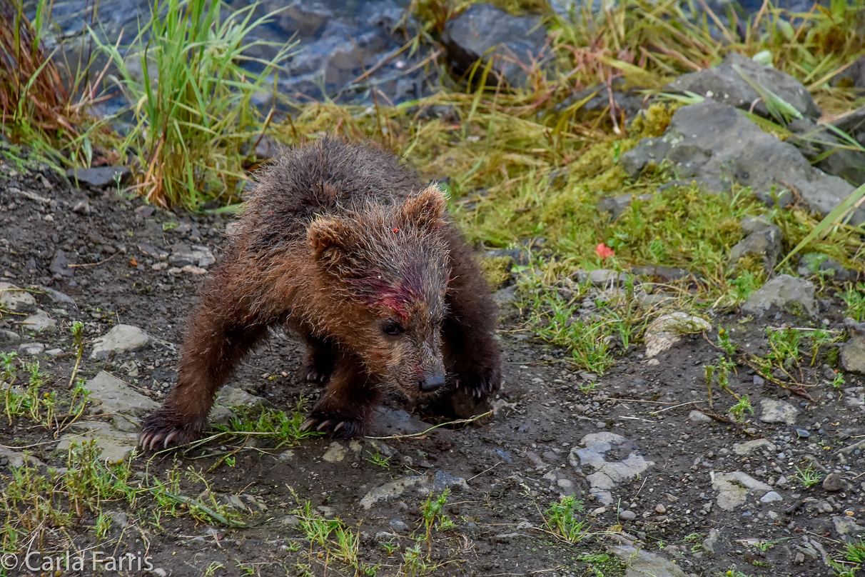 Grazer's (128) Cub