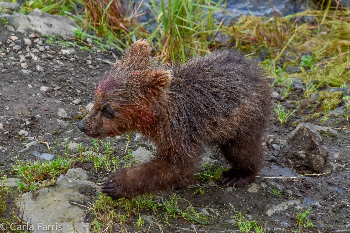 Grazer's (128) Cub