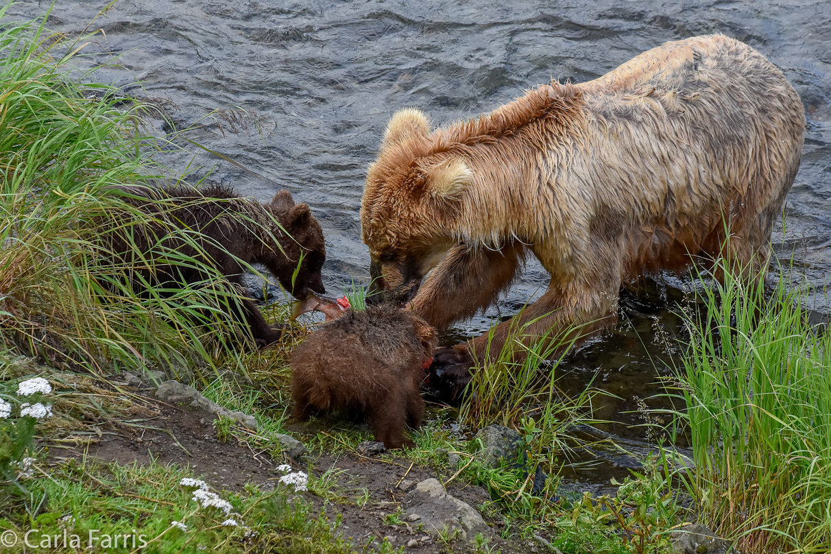 Grazer (128) & Cubs