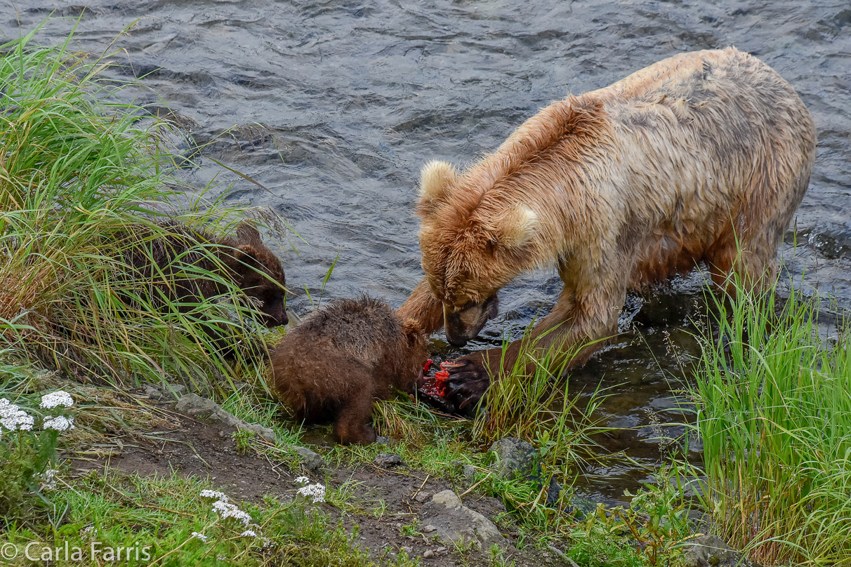 Grazer (128) & Cubs