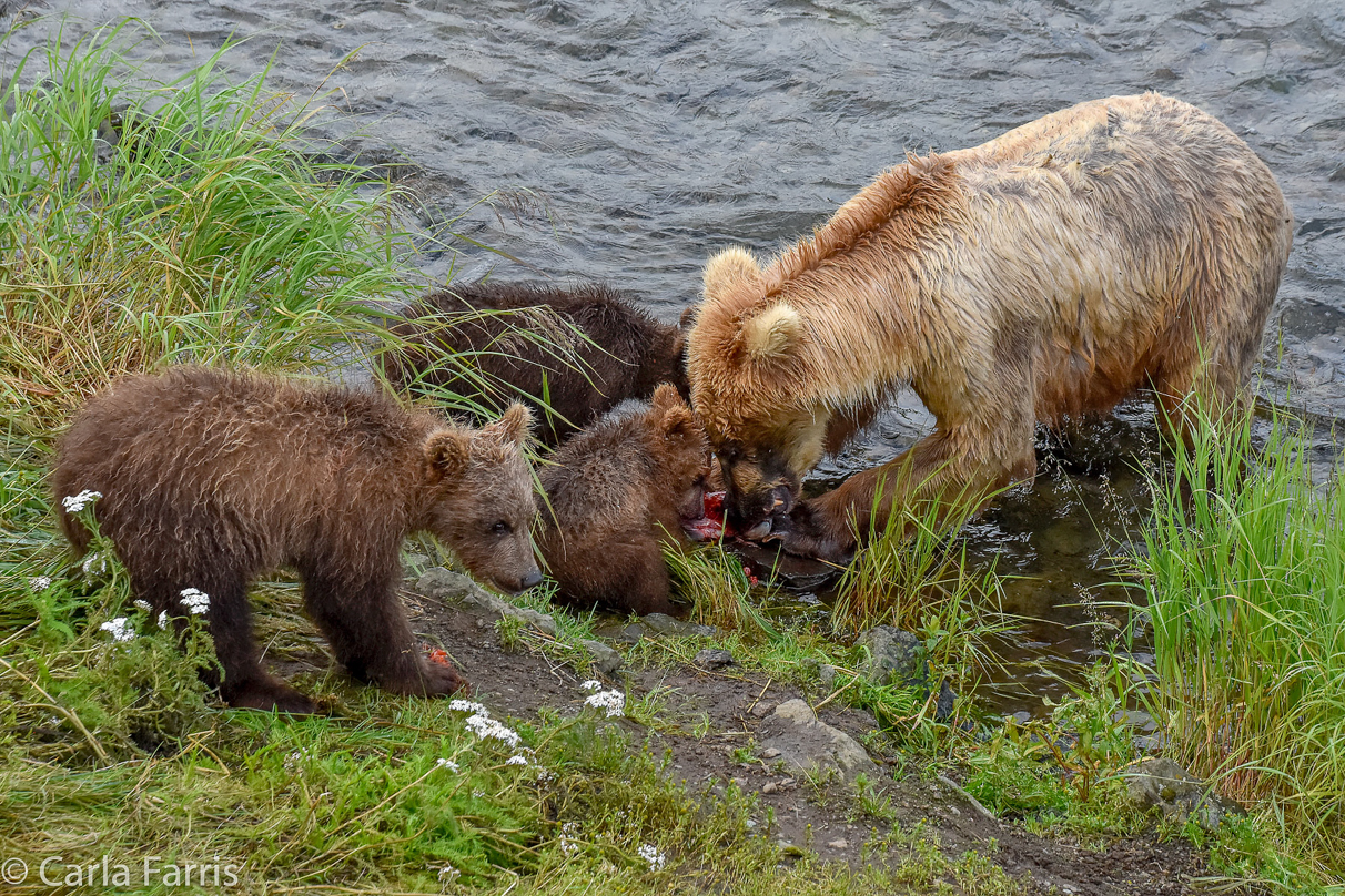 Grazer (128) & Cubs