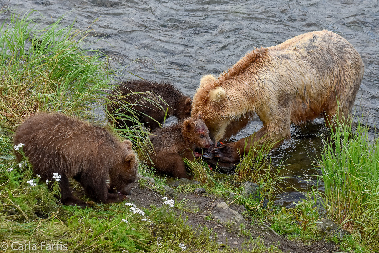 Grazer (128) & Cubs