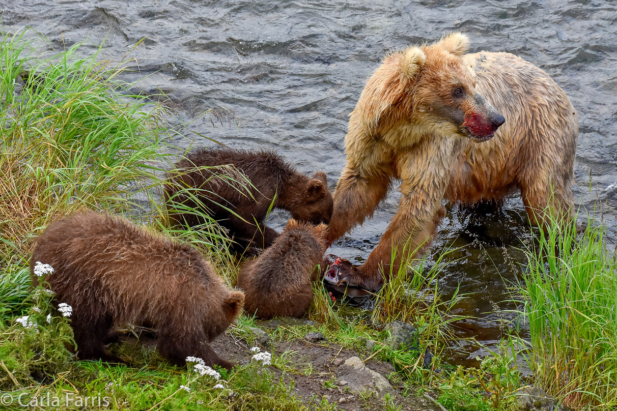 Grazer (128) & Cubs