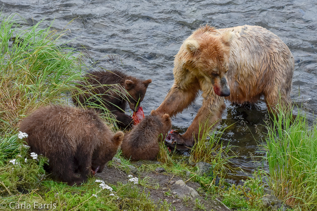 Grazer (128) & Cubs