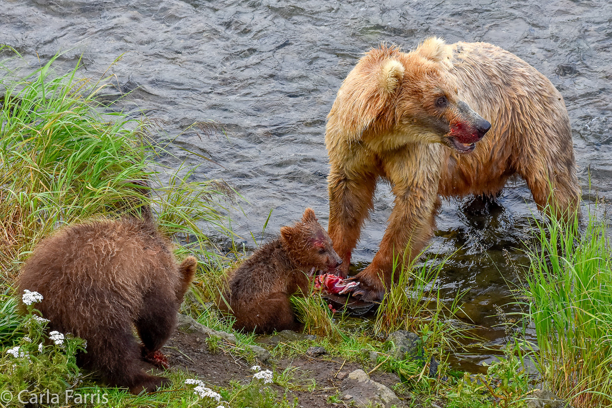 Grazer (128) & Cubs