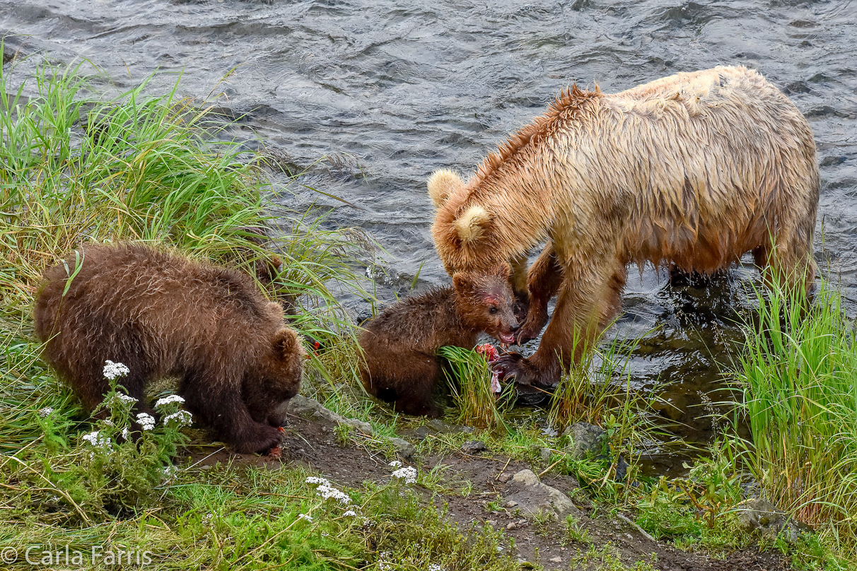 Grazer (128) & Cubs