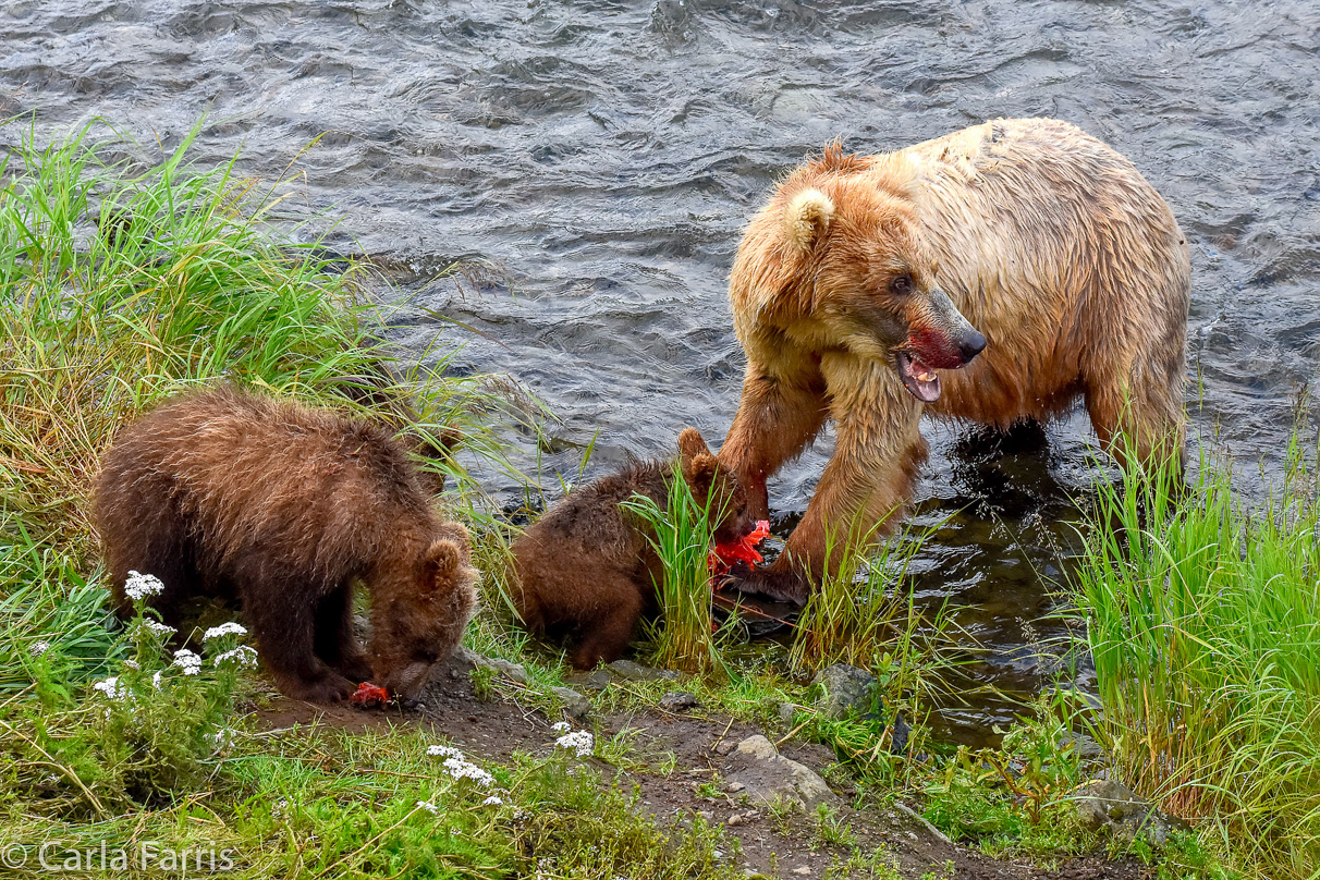 Grazer (128) & Cubs