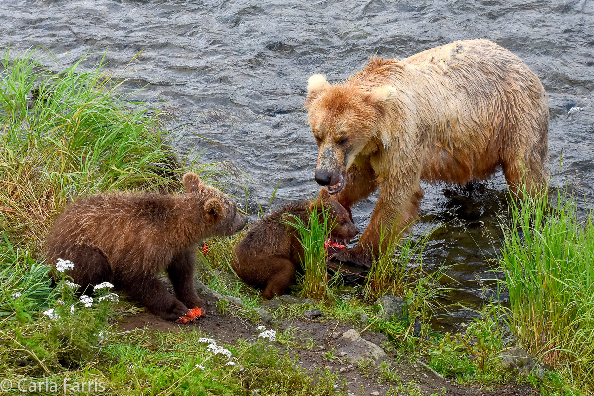 Grazer (128) & Cubs