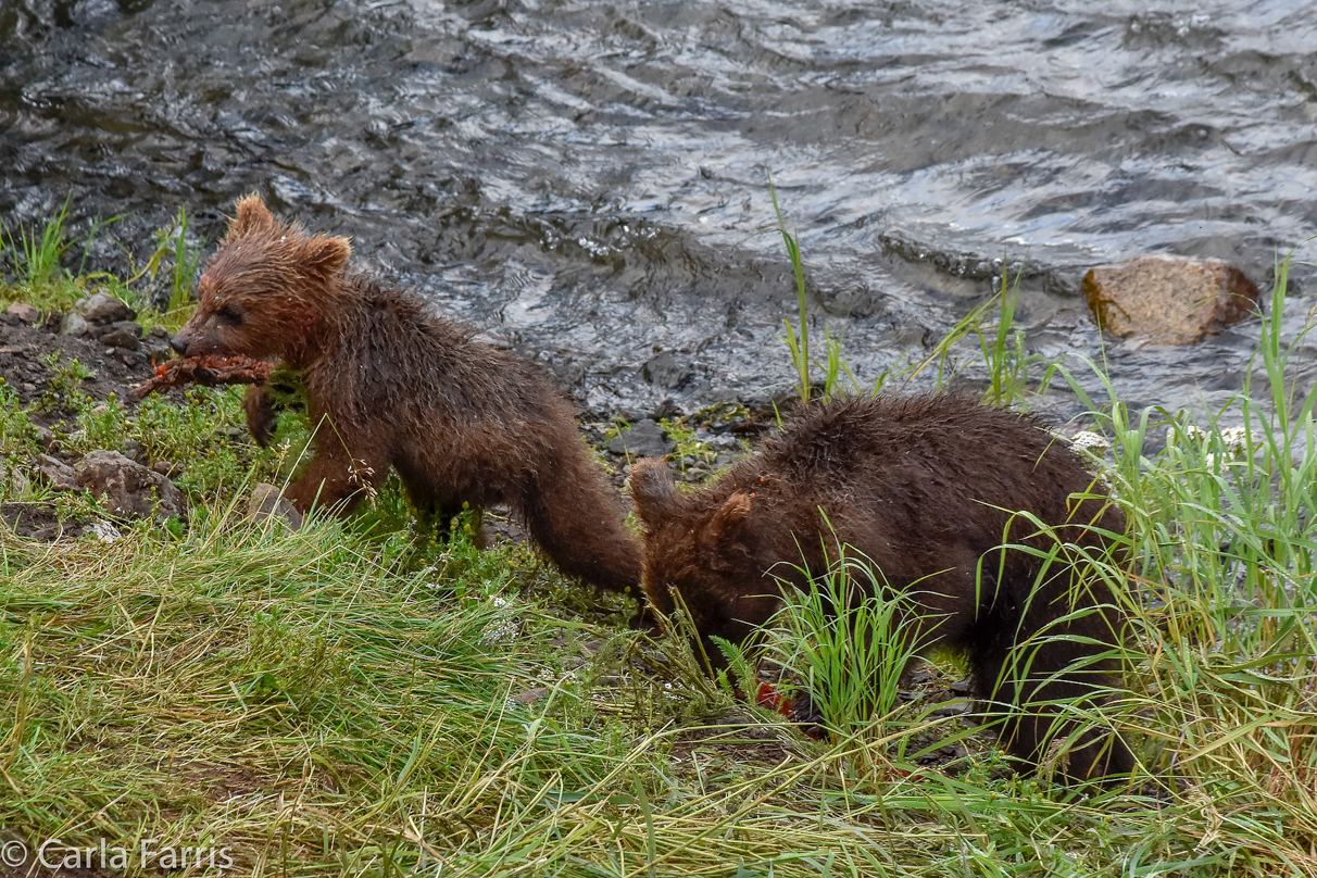 Grazer's (128) Cubs