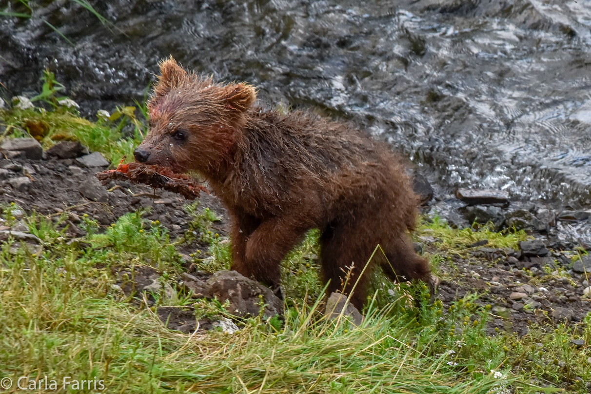 Grazer's (128) Cubs